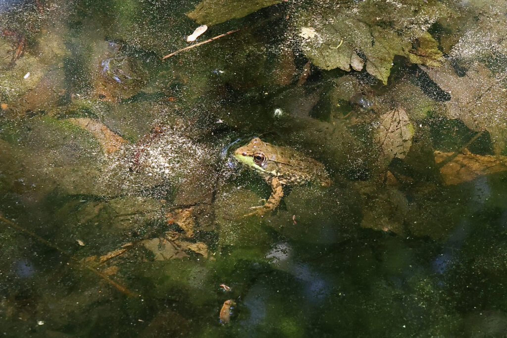2024 05 13-e lee-bristol pa croydon woods nature preserve-reclaimed superfund site frog Croydon Woods