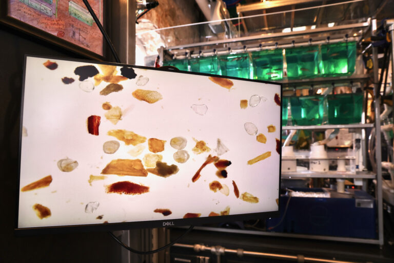 A wide-screen TV shows mussel larvae