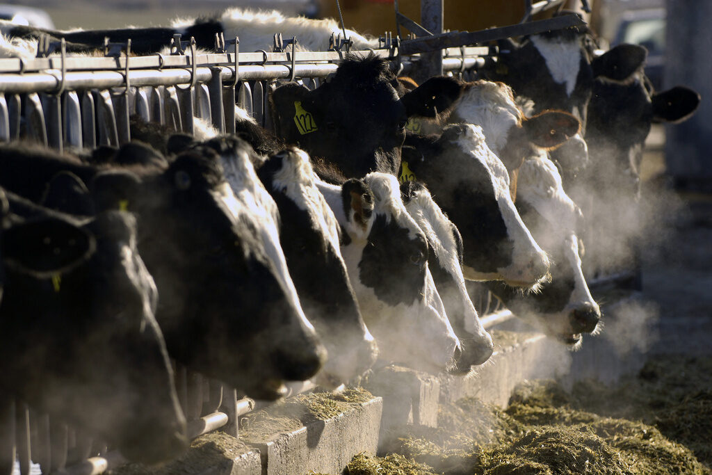 Bird Flu-Food Safety dairy cows