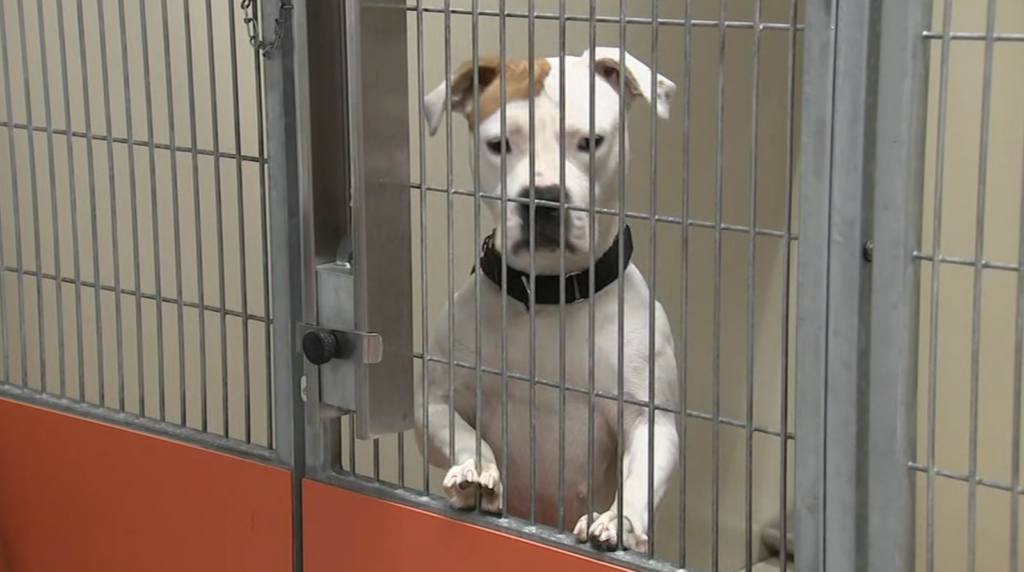 acct-philly-animal-shelter-dog-kennel-wpvi A dog is seen in a kennel at ACCT Philly
