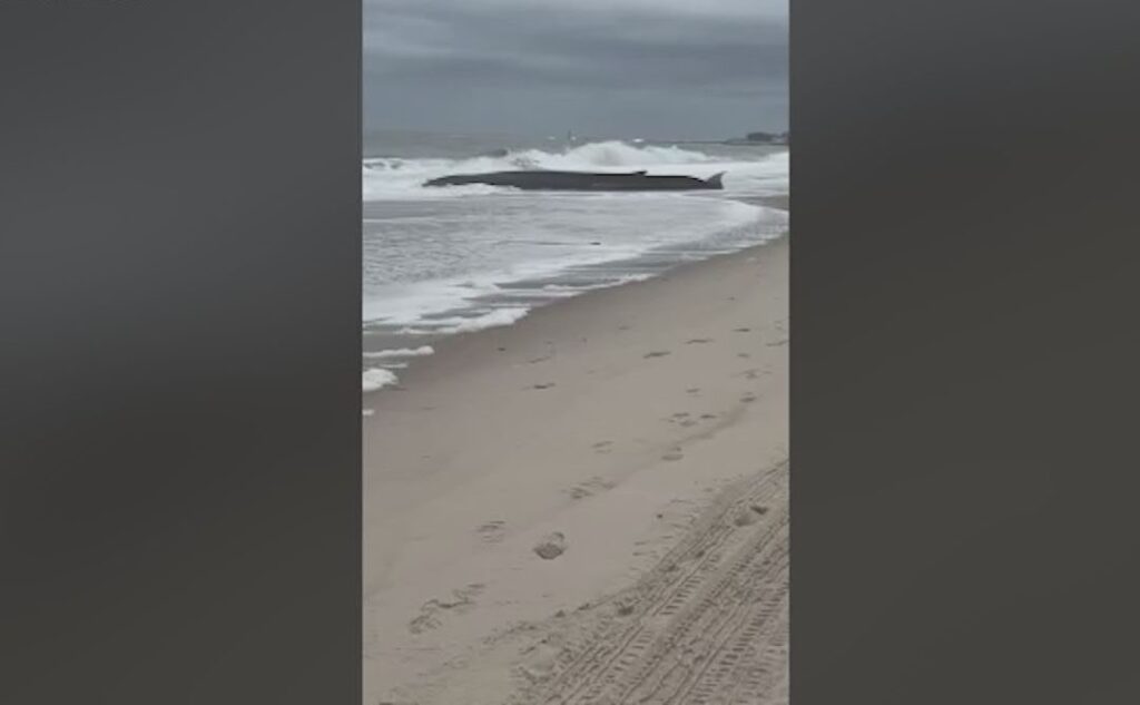 beached-whale-delaware-2024 footage of a beached whale