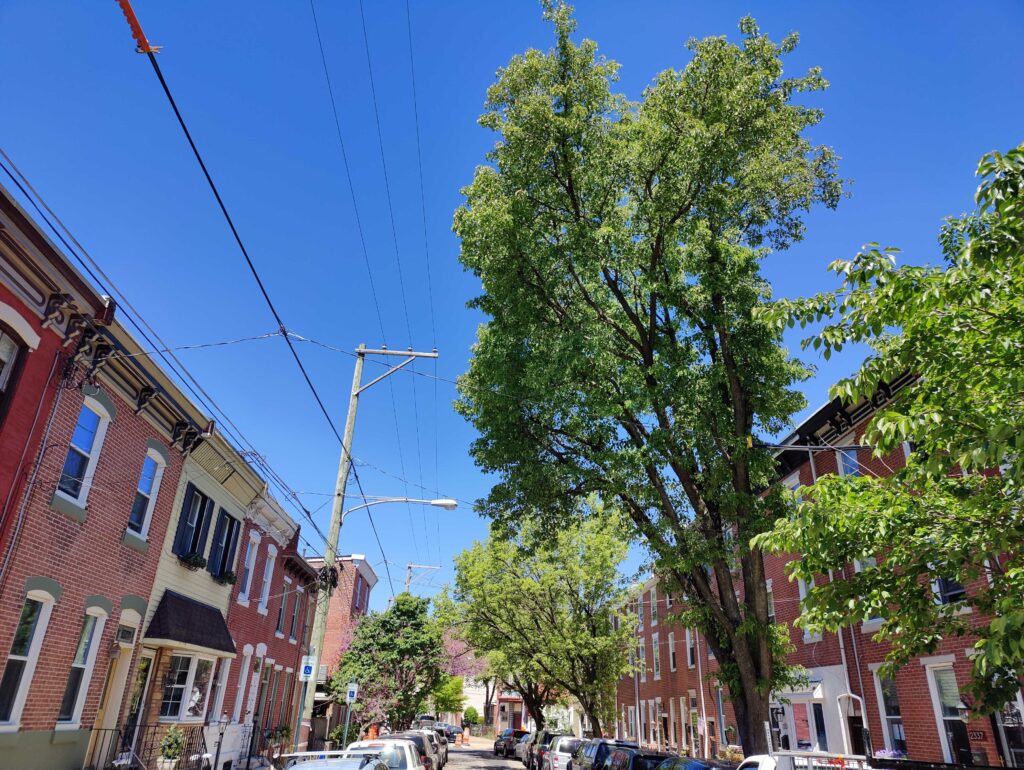 callery-bradford-tree-ban-PC-050224 A Callery tree is seen on a Fishtown street.
