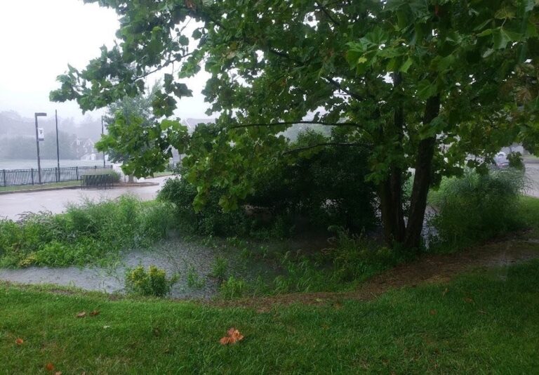 Rain garden