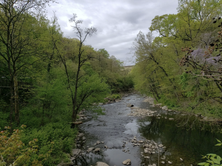 The Wissahickon creek