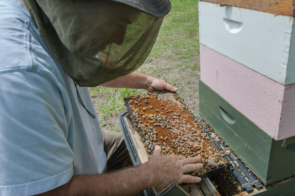 06 06 2024 k paynter keeper’s hive-3 George Datto, a beekeeper at the Winterthur Museum, sits on his stool inspecting the Keeper's Hive as he searches for the queen. (Kimberly Paynter/WHYY)