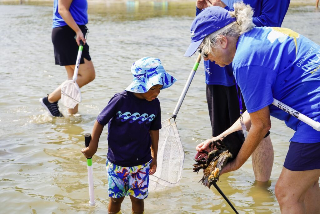 A CIB volunteer shows a horseshoe crab to participant during a weekly Discovery Bay program at the James Farm Ecological Preserve At the preserve