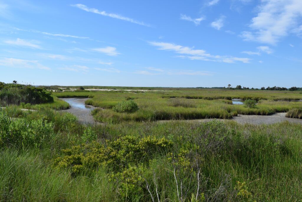 Marsh at Milford Neck DE June 2020 (C) John Hinkson TNC (1) salt marshes at Milford Park Preserve