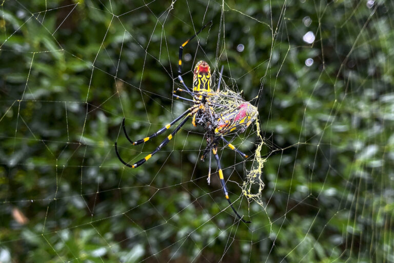 Joro Spider on a web