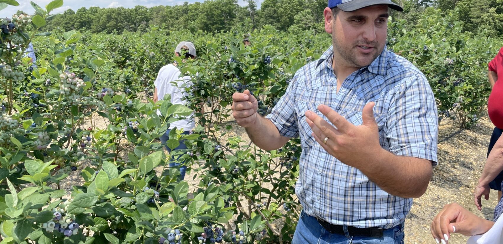 Matthew Macrie in his blueberry farm