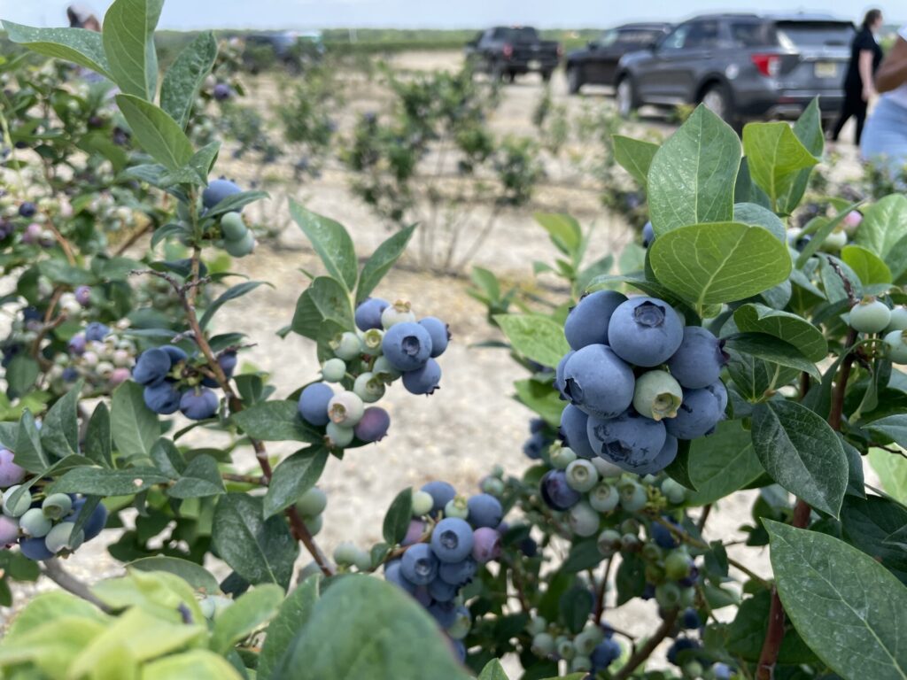 new-jersey-produce-6 Millions of pounds of blueberries are being harvested in South Jersey. (David Matthau/WHYY)