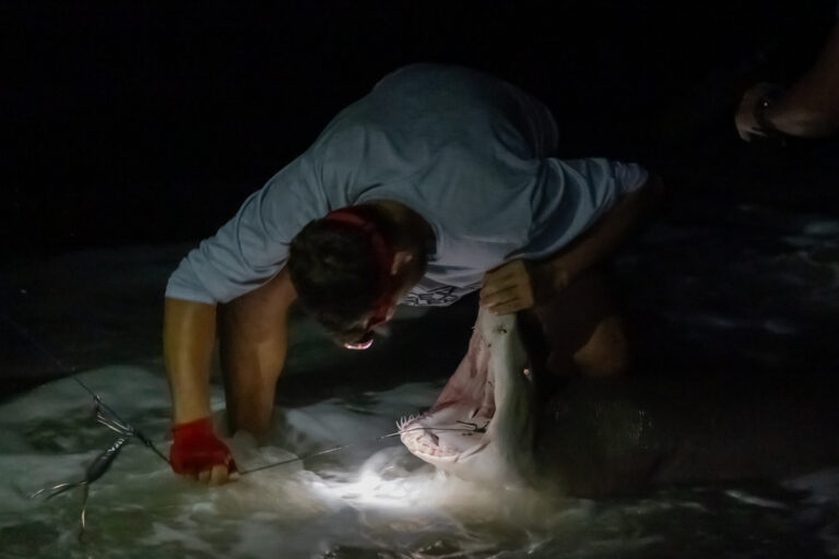 AJ Rotondella removes the hook from the mouth of a sand tiger shark after helping clients catch the fish on a N.J. beach. (Kimberly Paynter/WHYY)