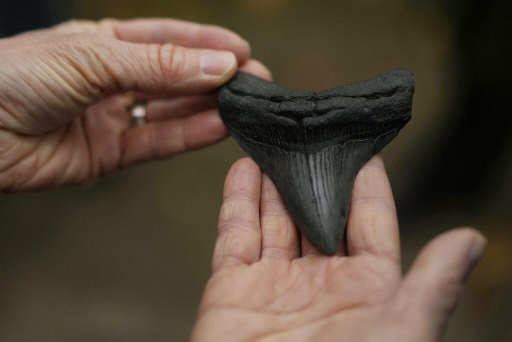 A megalodon shark's tooth is passed around a tour group at the Mound City Group at Hopewell Culture National Historical Park in Chillicothe, Ohio. (AP Photo/Carolyn Kaster)