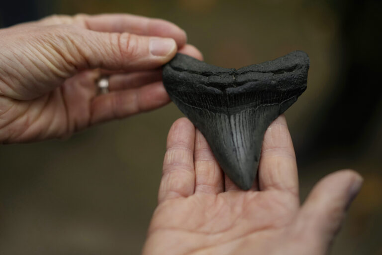A megalodon shark's tooth is passed around a tour group at the Mound City Group at Hopewell Culture National Historical Park in Chillicothe, Ohio. (AP Photo/Carolyn Kaster)