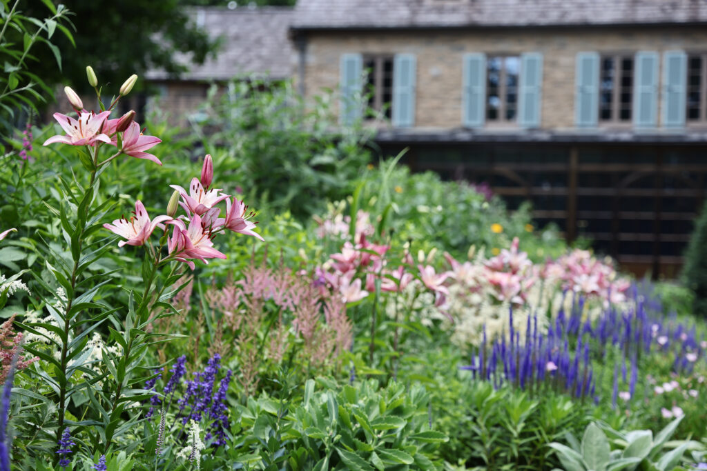 Leslie Miller’s perennial garden blooms in mid-June. (Emma Lee/WHYY) Leslie Miller's perennial garden blooms in mid-June.