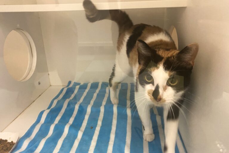 Jade, an 8-month-old calico, has been at ACCT since the end of June. (Liz Tung/WHYY)