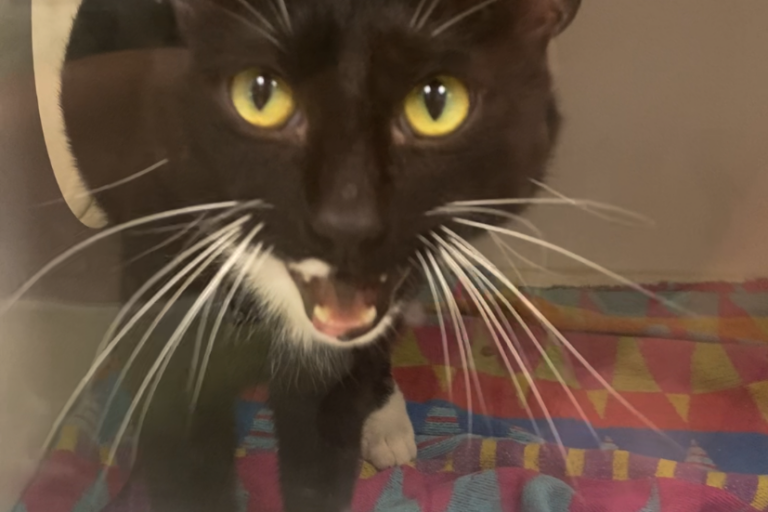 Lego the cat.