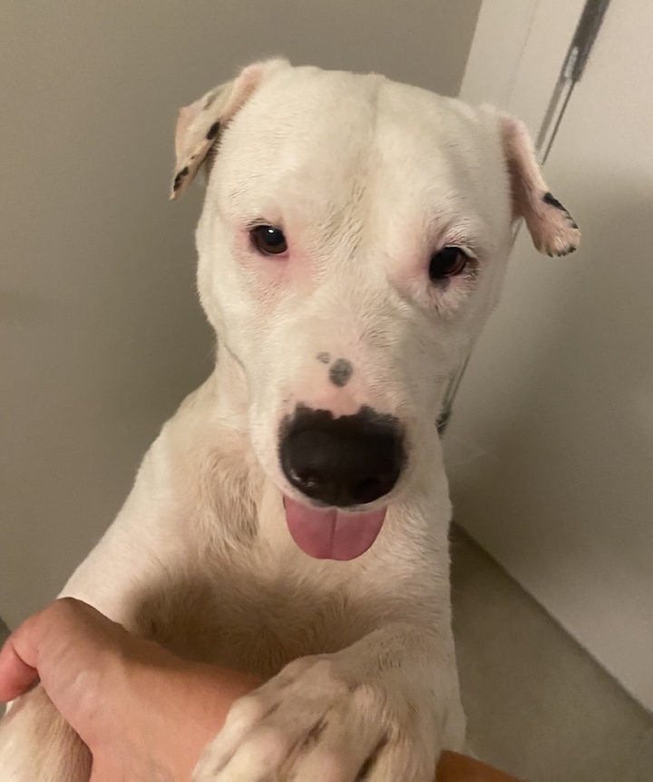 Moby the dog