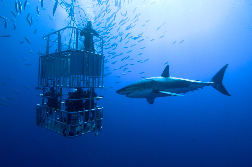 bigstock-White-shark-cage-48822041