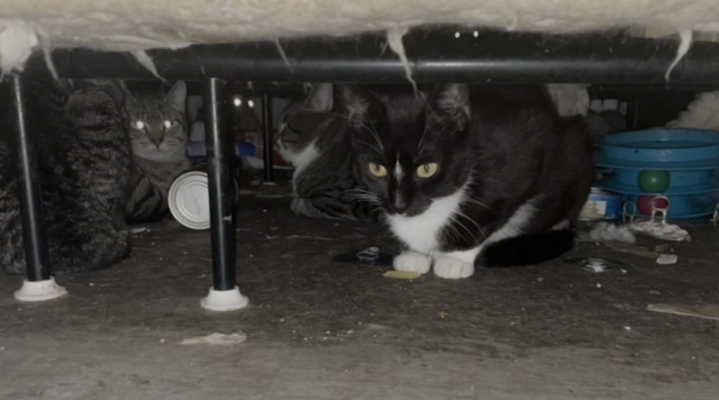 bucks-county-spca-hotel-rescue-01 Several cats under the bed