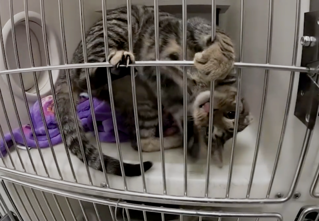 Cat at a shelter