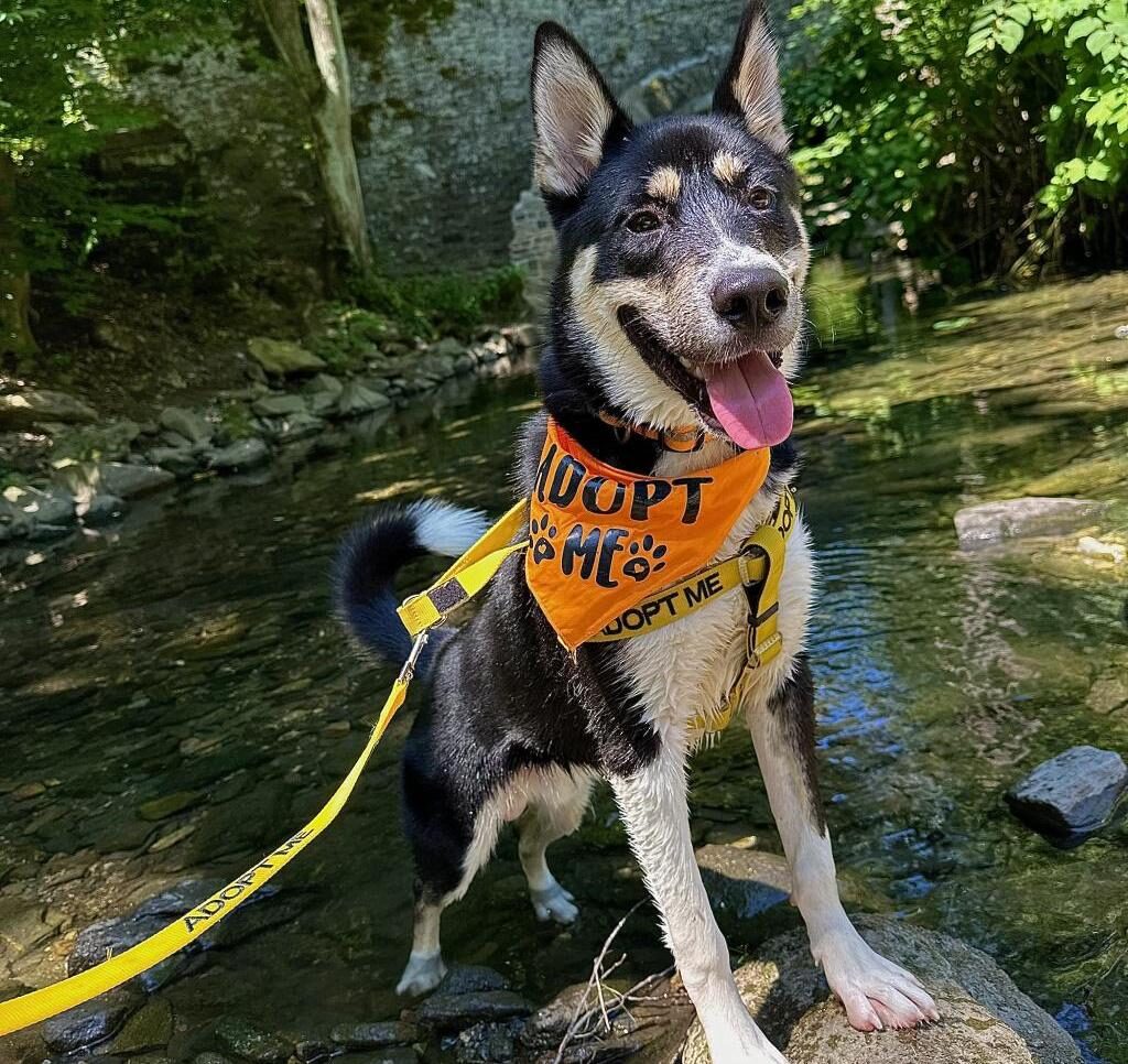 cash-acct-philly-adoption-2024-07-18 dog wearing a bandana that says 'Adopt Me'