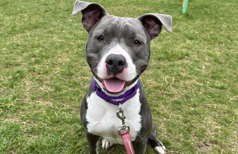 A dog smiles while outside