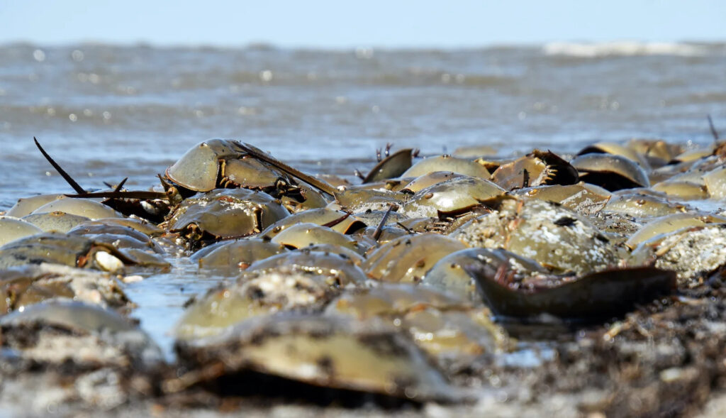 horseshoe-crab-endangered-NJ-CN-01-011522 Horseshoe crabs are pictured on a beach