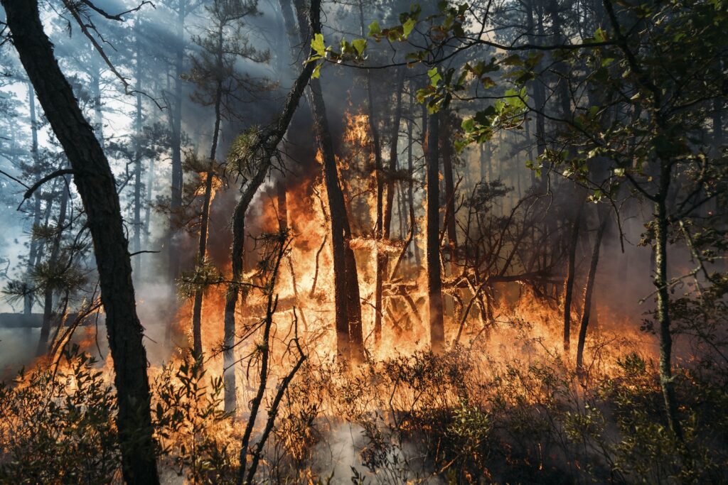 New Jersey Forest Fire This Friday, July 5, 2024 image provided by the New Jersey Department of Environmental Protection shows a forest fire in Tabernacle, N.J.
