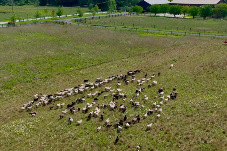 sheep are seen in an an overhead view of Willow Creek Farm Preserve