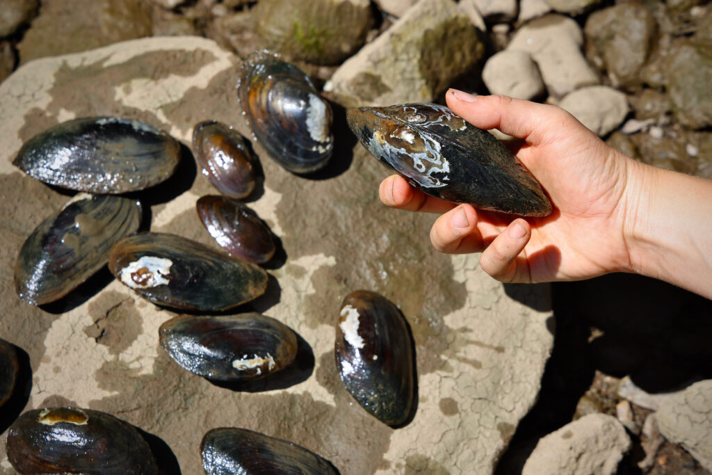 a hand holds a mussel above other mussels