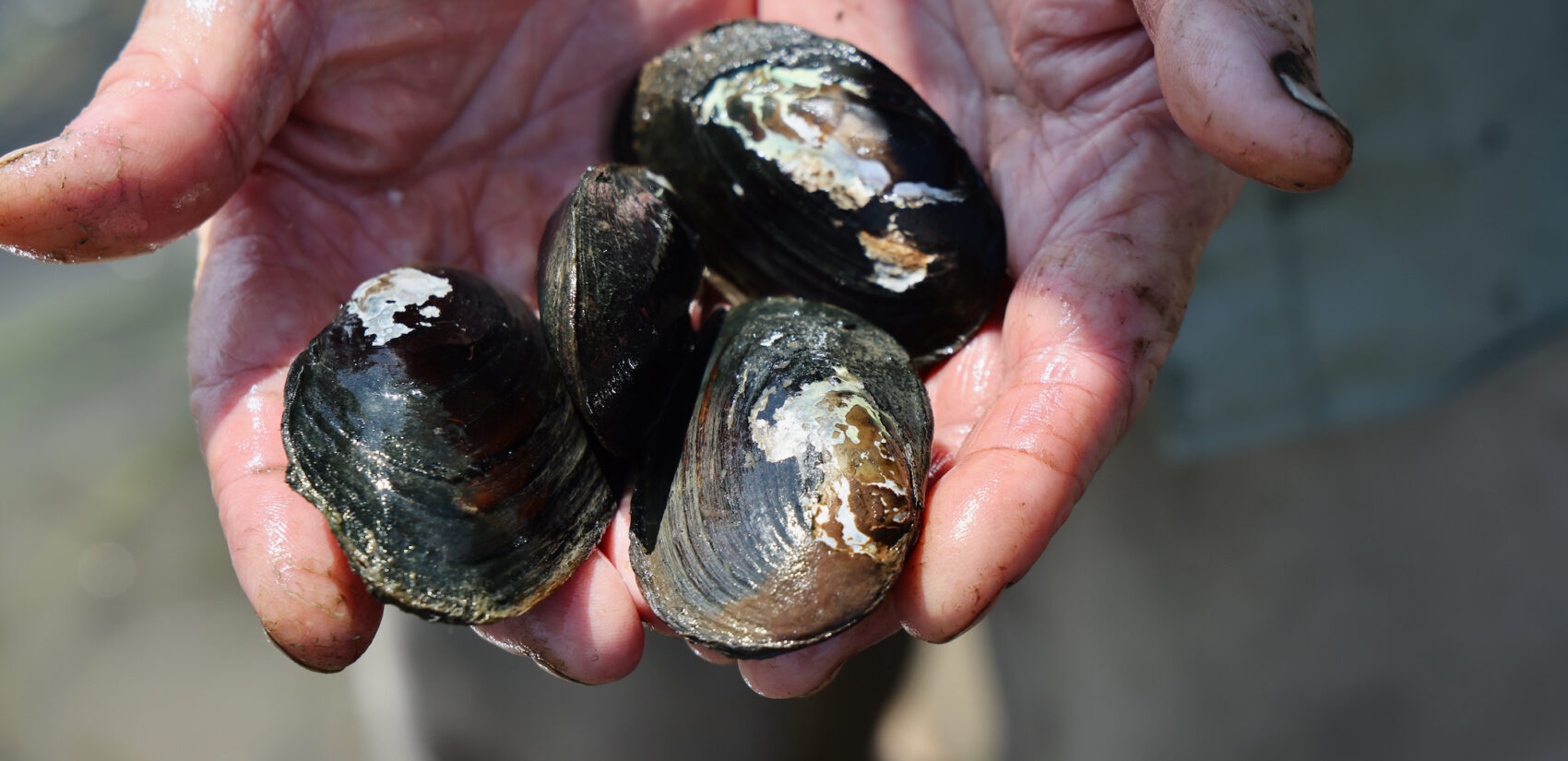 mussels in two hands