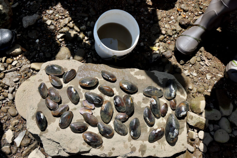 Mussels laid out on a rock