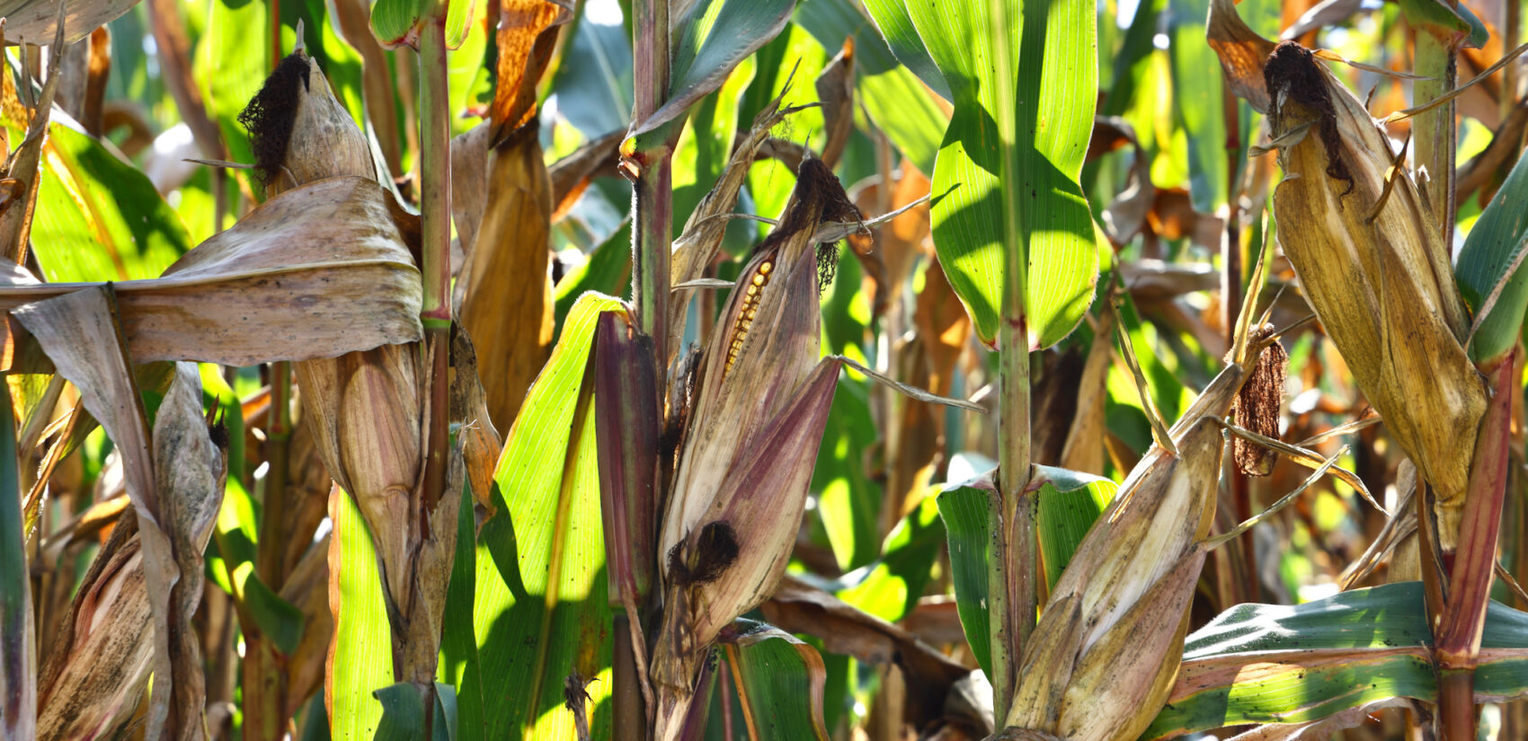 corn growing in a field