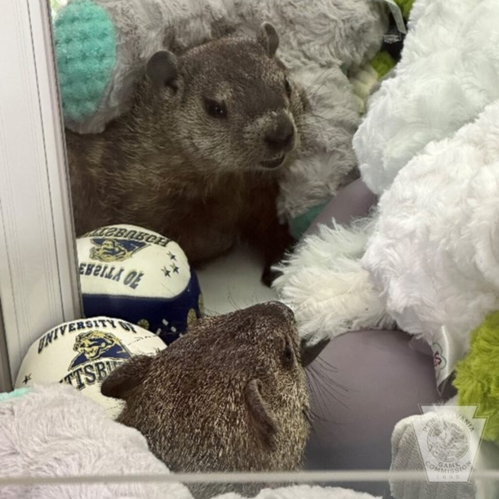 454318667_529661776298937_9166476864195638813_n Groundhog in claw machine
