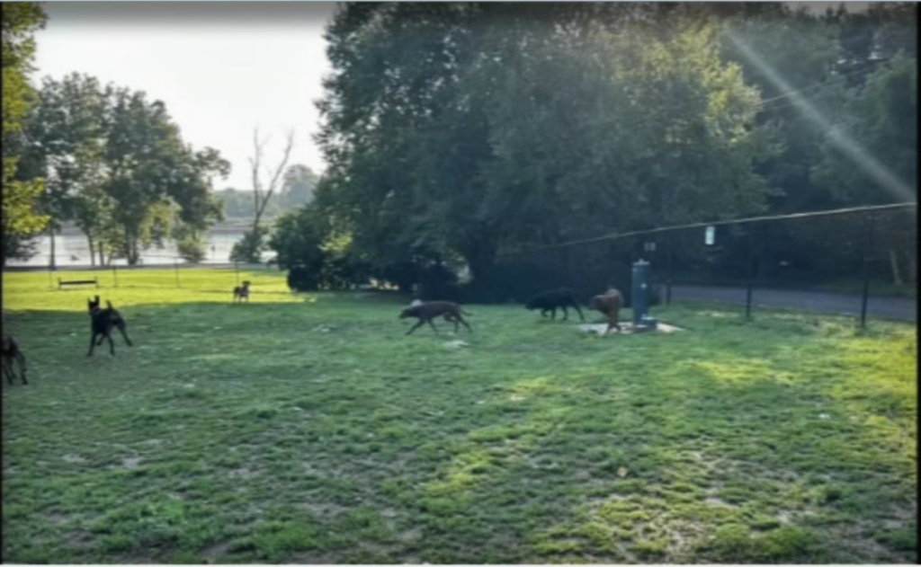 6abc-dogpark-bucks-county-2024-08-12 Dog park Bucks County
