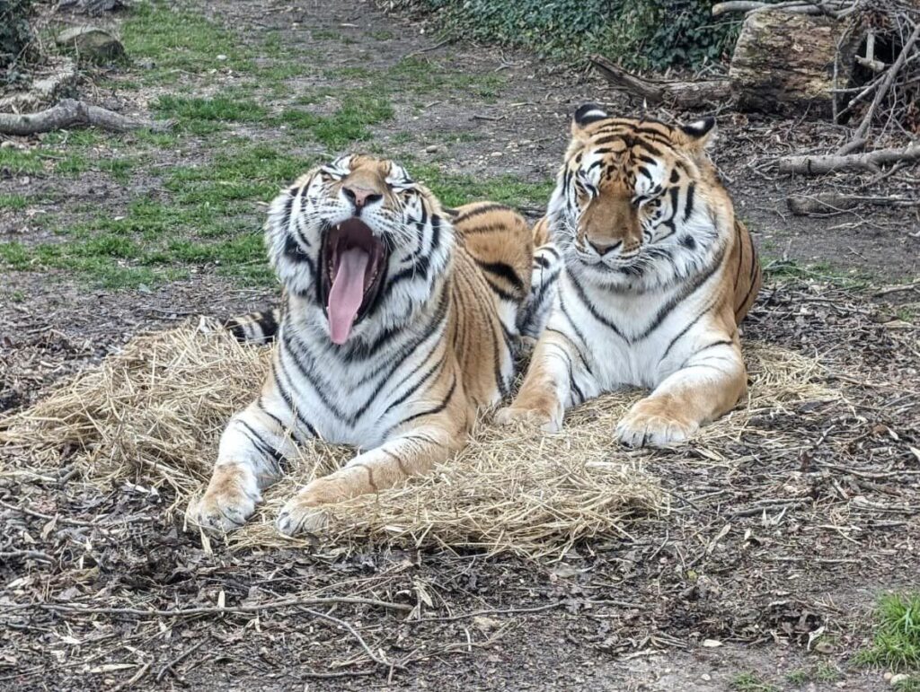 Tigers at Bridgeton zoo