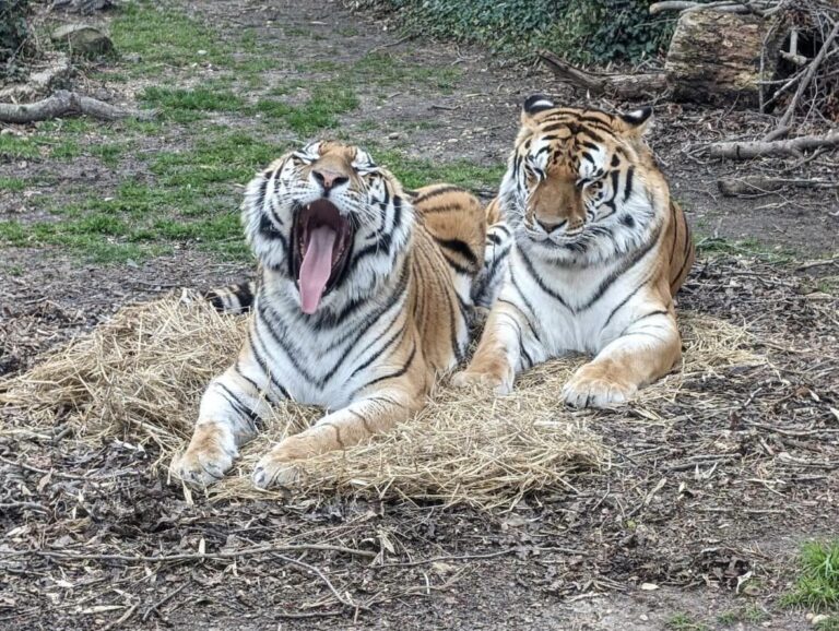 Tigers at Bridgeton zoo