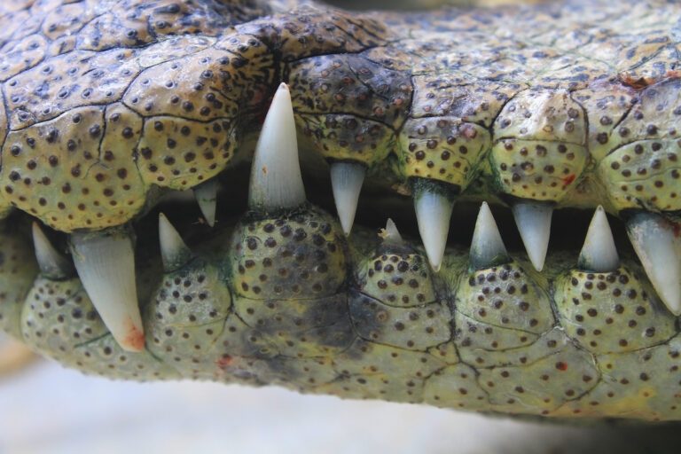 close up of the mouth and teeth a crocodile