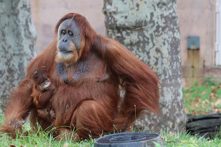 Jambi sits with his mother