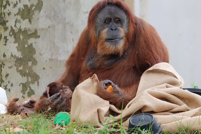 Jambi sits in his mother's hands