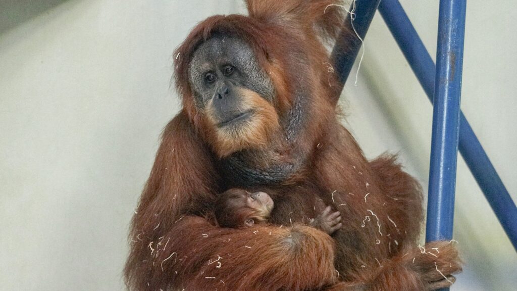 Jambi-Orangutan-philadelphia-zoo-3 Jambi holds onto his mother
