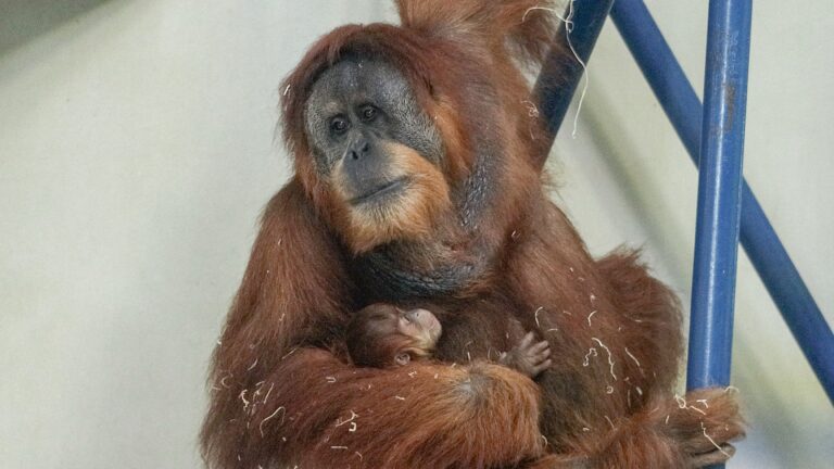 Jambi holds onto his mother