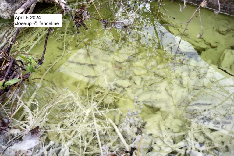 A yellowish-green puddle at Bartram's Gardens in Philadelphia