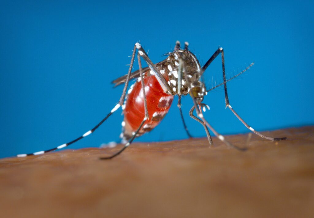 mosquito-2003 a mosquito on human skin
