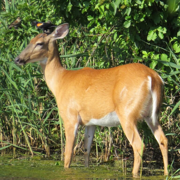 Deer are popping up in New Jersey
