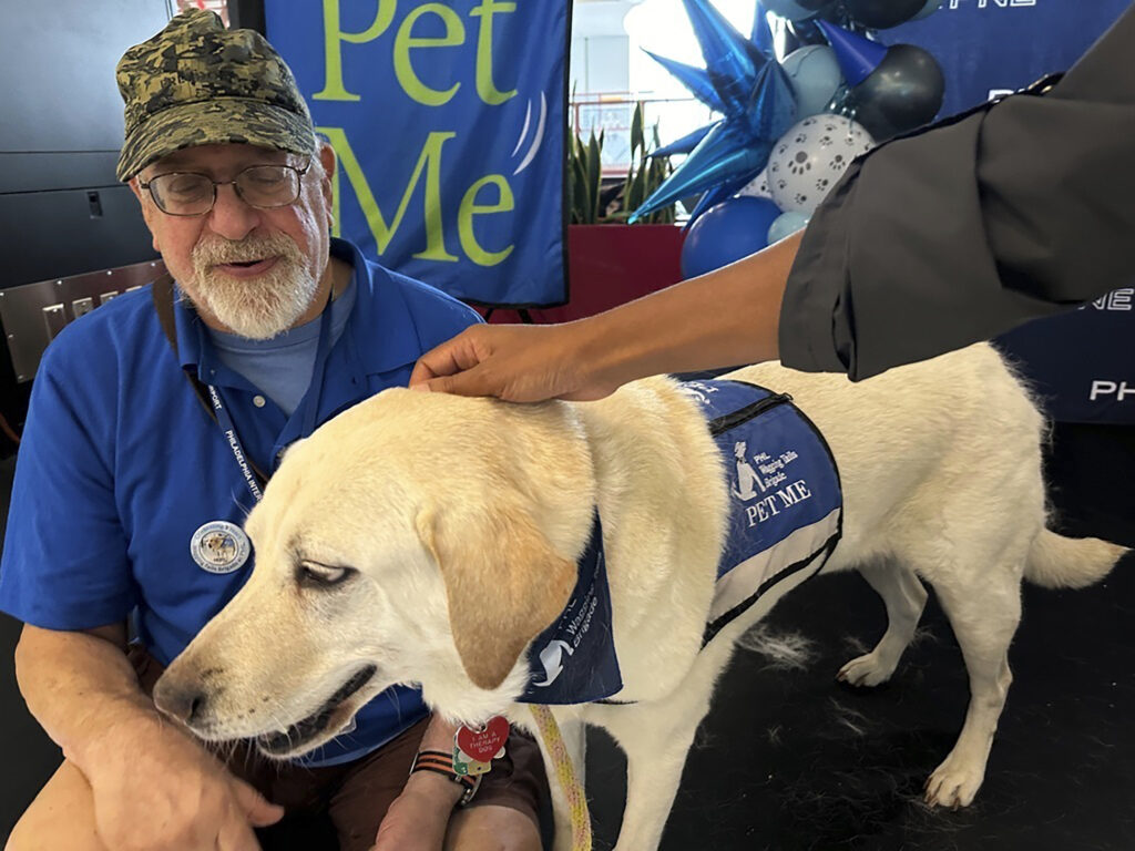 a Labrador retriever sits with a man