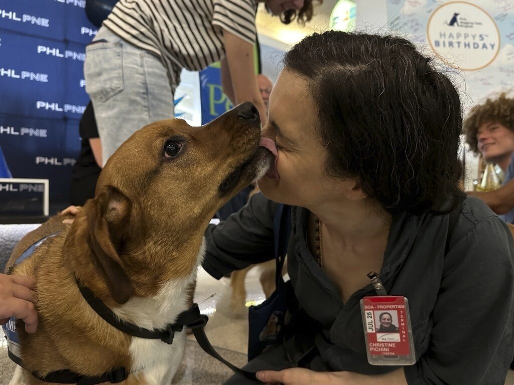Airport Therapy Dogs a dog licks a person's face