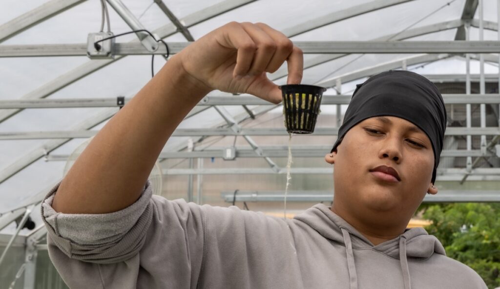 09 06 2024 k paynter solar panel aspira_-6 ASPIRA Bilingual Cyber Charter school junior, Jostyn Polanco, shows off the root of a black simpson lettuce planted only a week before, at the school’s hydroponic greenhouse on September 6, 2024. (Kimberly Paynter/WHYY)