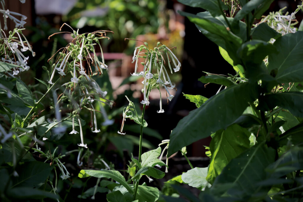 Tobacco plants blooming