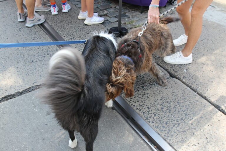two dogs sniff each other